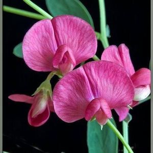 Meet your Posher, Kay